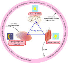 Interaction Of The Endocrine System With Inflammation A Function Of Energy And Volume Regulation Arthritis Research Therapy Full Text