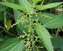 Image result for Urtica