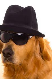 Dog Dressed As Mafia Gangster With Black Hat And Sunglasses Golden Retriever Goldenretriever Golden Retriever Best Dog Breeds Dog Pet Beds