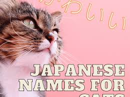 This may be more of a phenomenon for young couples (or. 100 Cute Japanese Cat Names For Your Pet Pethelpful By Fellow Animal Lovers And Experts