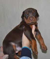 Working doberman puppies for sale sire: Dobermann For Sale In The City Of Moskva Russian Federation Price 540 Announcement 1128