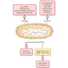 Det kan oppstå etter en antibiotikakur, og trøske i babyens munn kan overføres til morens bryster. Antibiotika Store Medisinske Leksikon