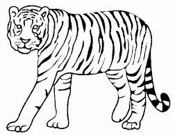A majestic creature with ties to distant lands, the tiger is the perfect animal to study for both science and geography projects. Tiger Gif 567 451 Wild Animals Pictures Tiger Drawing Animal Coloring Pages