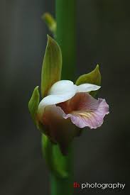 Image result for Eulophia norlindhii