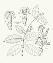 Image result for Landolphia incerta