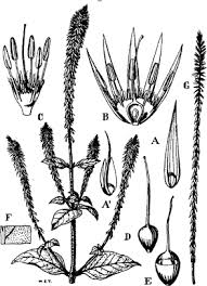 Image result for Achyranthes aspera