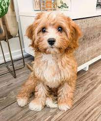 Pin On Puppies