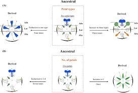 Image result for Anthonotha