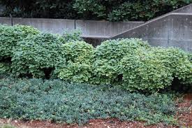 It is a non flowering broom variety that requires no trimming to hold its dense and low form, making this one of the easiest landscaping plants to grow. Viburnum Opulus Var Opulus Nanum Landscape Plants Oregon State University