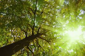 Check spelling or type a new query. What Does Full Sun Or Partial Shade Mean