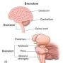 Profile Picture of Brainstem: What It Is, Function, Anatomy & Locationon Google