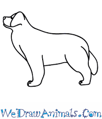How To Draw A Newfoundland Dog
