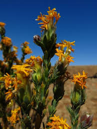 Image result for Gnidia chapmanii