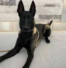 Oussama meghdouri 361 views9 months ago. Malinois D Alger Facebook