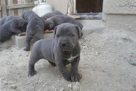 Producing new champions from old rustic lines. Blue Cane Corso Puppy For Sale