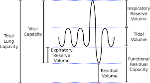 Lung Volumes Pathway Medicine