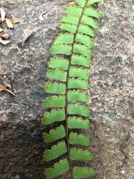 Image result for Adiantum incisum