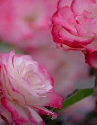 it s a beautiful world amazing flowers beautiful roses beautiful flowers