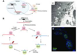 Wir berichten über alle facetten des stadtgeschehens: Pirna Biogenesis A Primary Processing Of Pirnas Involves The Tudor Download Scientific Diagram