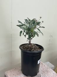 Image result for Eriospermum roseum