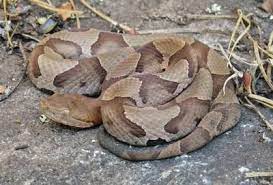 Why You Should Let A Copperhead Live In Your Yard Debunking Snake Myths Wunc Snake Rocky Mountain Spotted Fever Rat Snake