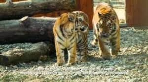 Peggy si benjamin vor sarbatori pentru prima oara impreuna ziua internationala panda rosu. Zoo BraÈ™ov Zoo BraÈ™ov Planetariu