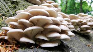﻿ easy method of mushroom cultivation in home with malayalam subtitles. Mobile App To Act As Guide For Mushroom Farming And Industry Mushroom Farming Mobile App For Mushroom Farming Mushroom Farming App