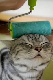 Tired Of Cat Hair Tumbleweeds That Roll Across Your Floor Gatos Loucos Gatos Legais Animais Bonitos