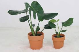 Water the plant once a week unless the soil is still saturated. How To Water A Monstera The Ultimate Guide Monstera Plant Resource