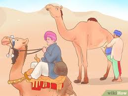 These examples are extracted from open source projects. How To Buy A Camel With Pictures Wikihow