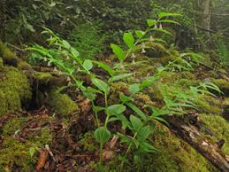 Image result for Streptopetalum