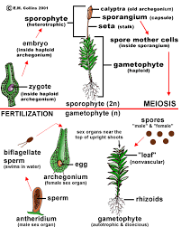 They have the vegetative cells on under side and columns of. Lab Manual Exercise 8