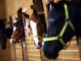 Dream stables dream barn horse shelter horse barn plans horse stalls tallit horse farms the ranch farm life. 6 Pinterest Worthy Boarding Stables