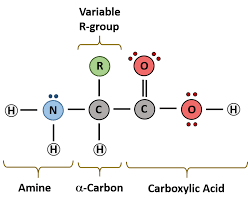 Chapter 2 Protein Structure Chemistry