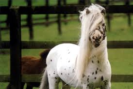 Falabella é uma rara raça argentina de cavalo miniatura - Cavalus