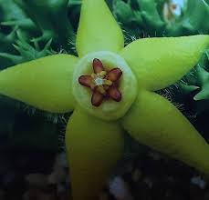 Image result for Orbea semota