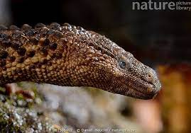 140 Lizards Ideas In 2021 Reptiles And Amphibians Reptiles Lizard