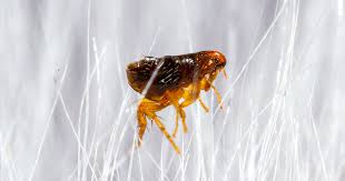 Having fleas is certainly not an ideal situation, and it can be extra frustrating if you've been spreading fleas in your own house without knowing it. How To Get Rid Of Fleas Kill Fleas In The House Raid
