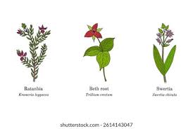 Image result for Swertia eminii