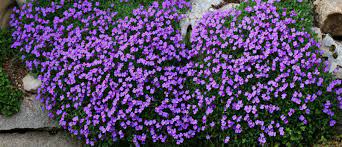 Best flowering ground cover zone 5. 16 Fast Growing Ground Cover Plants To Transform Your Yard