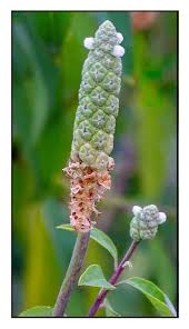Image result for Sphenoclea zeylanica
