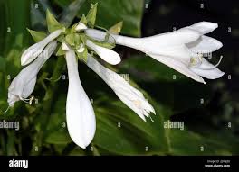 Image result for Liliaceae