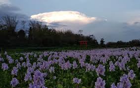 Sebut saja taman sakura surabaya. Harga Tiket Masuk Dan Jam Buka Kalinampu Natural Park Pundong Bantul Serunya Berwisata Serasa Di Negeri Sakura Daka Tour