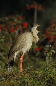 Image result for Sericorema