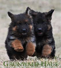 Long haired german shepherd puppy for sale. Pin Auf Long Coat German Shepherd Puppy