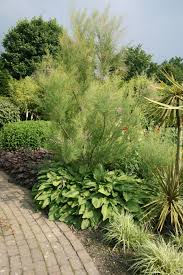 Garten In Holland Tamariske Garten Naturgarten Bepflanzung