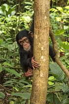 Image result for Sarcophrynium prionogonium