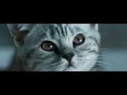 Whiskas Merakli Kediler Yagmur Youtube