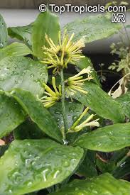 Image result for Dracaena camerooniana