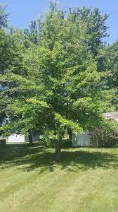 Perma green lawn care has been providing quality lawn fertilization, weed control, and other specialized lawn services in holland and throughout west michigan since 1991. Go Green Lawn Tree Care Home Facebook